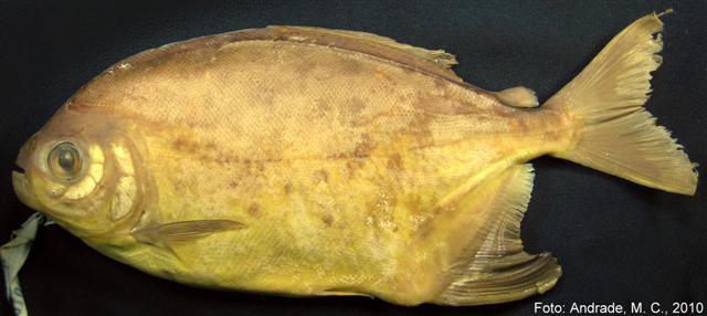 Utiaritichthys longidorsalis