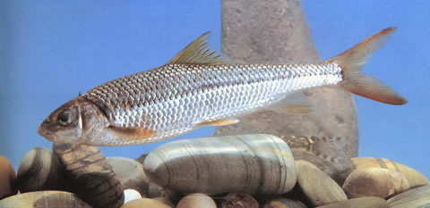 Onychostoma barbatulum