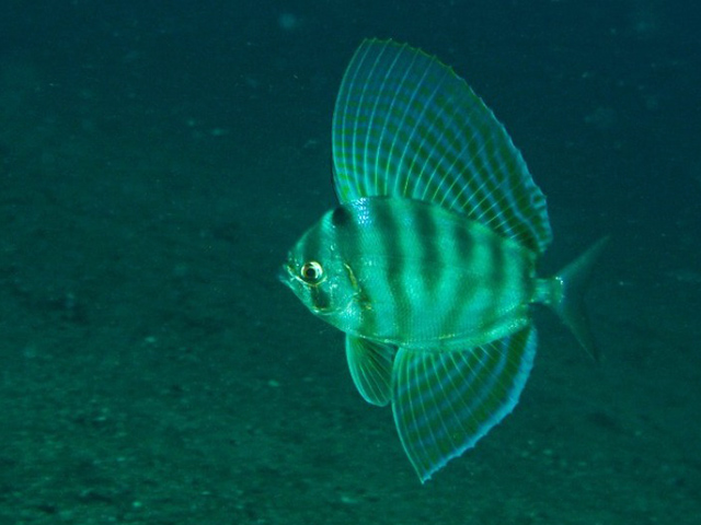 Velifer hypselopterus