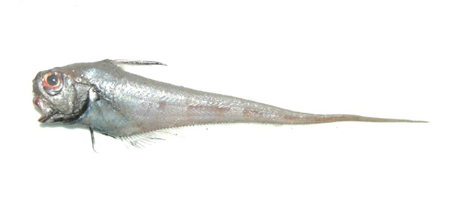 Ventrifossa rhipidodorsalis