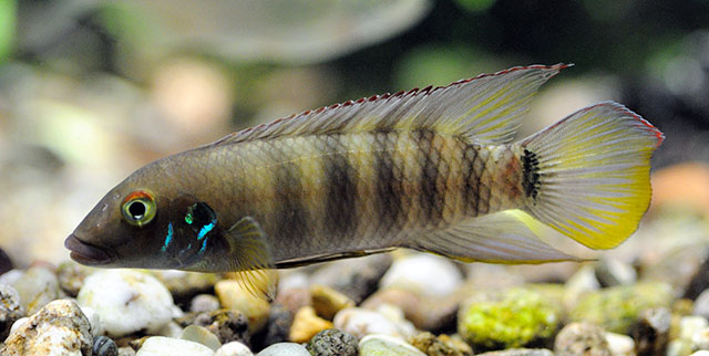 Wallaceochromis humilis