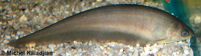 Xenomystus nigri