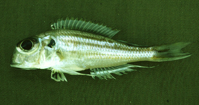 Xenotilapia sima