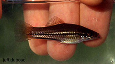 Xiphophorus kallmani