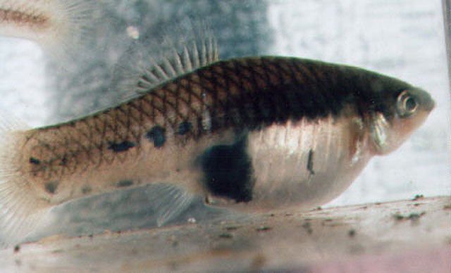 Xiphophorus meyeri