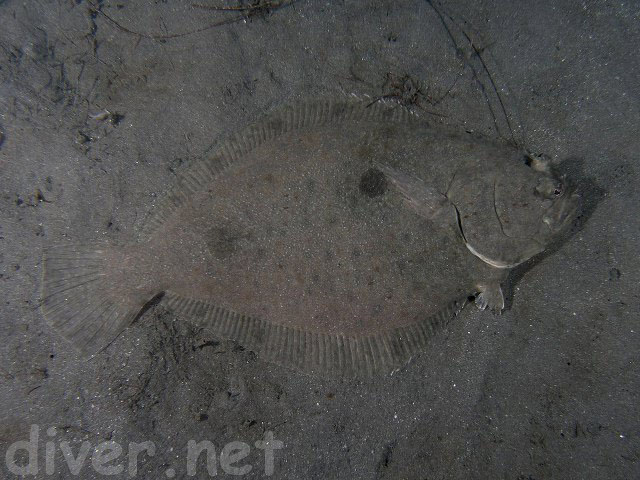 Xystreurys liolepis