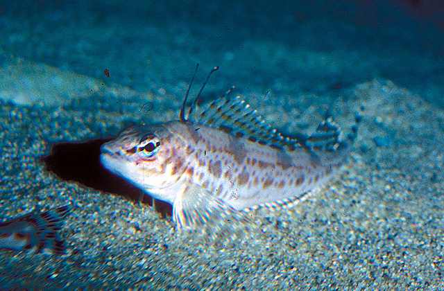 Zaniolepis frenata