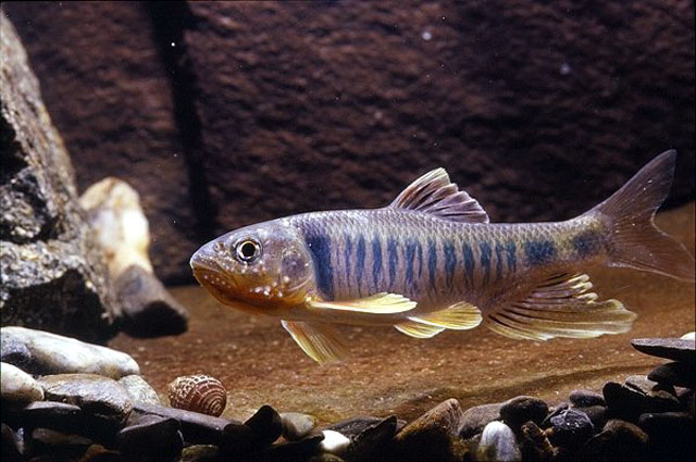 Opsariichthys pachycephalus