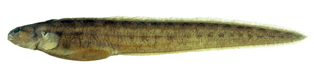 Zoarchias microstomus