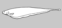 Image of Sternarchorhynchus galibi (Galibi tube-snouted ghost knifefish)
