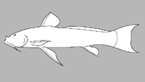 Image of Astroblepus heterodon 