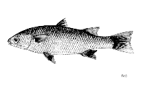 Image of Agonostomus telfairii (Fairy mullet)