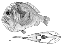 Image of Anoplogaster brachycera (Shorthorn fangtooth)