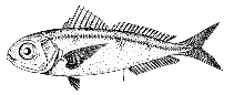 Image of Ariomma parini (Parin\