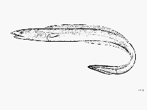 Image of Ariosoma prorigerum (Slope conger)