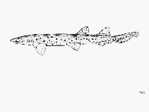 Image of Aulohalaelurus labiosus 