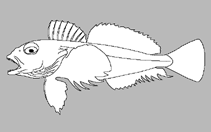 Image of Bovichtus variegatus (Thornfish)
