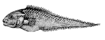 Image of Brotulotaenia brevicauda 