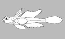 Image of Callionymus whiteheadi (Whitehead’s deepwater dragonet)