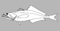 Image of Pseudoscopelus parini 