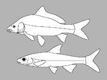 Image of Labeo rectipinnis 