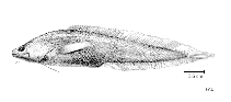 Image of Calamopteryx goslinei (Longarm brotula)