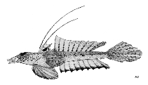 Image of Callionymus limiceps (Rough-headed dragonet)