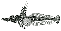 Image of Channichthys bospori (Big-eyed icefish)