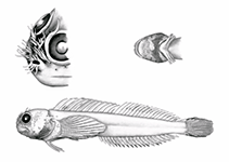 Image of Cirrisalarias bunares (Hairy bleny)