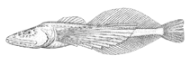 Image of Comephorus dybowskii (Little Baikal oilfish)
