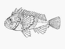 Image of Coccotropsis gymnoderma (Smooth-skin scorpionfish)