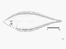 Image of Cynoglossus acutirostris (Sharpnose tonguesole)