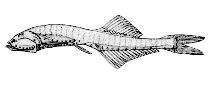 Image of Cyclothone alba (Bristlemouth)