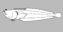Image of Dactyloscopus elongatus 