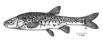 Image of Delminichthys krbavensis 