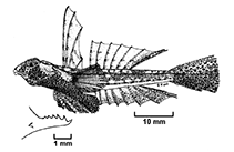 Image of Diplogrammus gruveli (Gruvel\