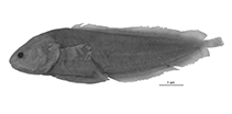 Image of Diancistrus pohnpeiensis (Pohnpei coralbrotula)