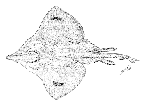 Image of Dipturus trachyderma (Ray)
