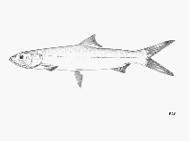 Image of Elops lacerta (West African ladyfish)