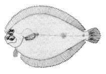 Image of Engyophrys senta (American spiny flounder)
