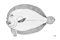 Image of Engyprosopon septempes (Seven pelvic ray flounder)