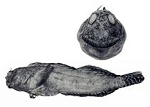 Image of Entomacrodus williamsi (William\