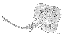 Image of Fenestraja cubensis (Cuban pygmy skate)