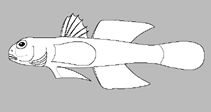 Image of Gobiopterus semivestitus (Glassgoby)