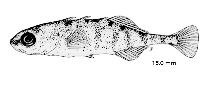 Image of Gasterosteus aculeatus (Three-spined stickleback)