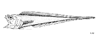 Image of Glyptophidium argenteum 