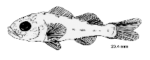 Image of Gymnocephalus cernua (Ruffe)