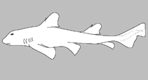 Heterodontidae