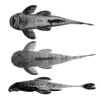 Image of Harttia garavelloi 