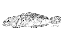 Image of Harpagifer georgianus (South Georgia spiny plunderfish)